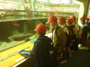 児童たちが水族館内を見学する様子