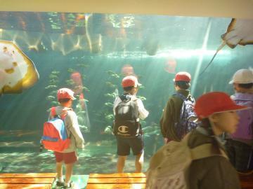 児童たちが班ごとに水族館内を回る様子