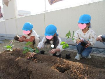 5歳児がイチゴの苗植えをしているところ