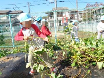 園児がサツマイモのツルを引っ張っている