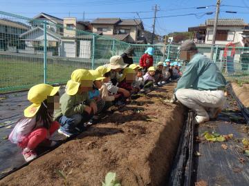 校区の方からサツマイモの掘り方を説明してもらい、園児が聞いている