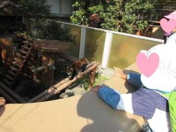 園内でレッサーパンダを見ている園児たちの様子