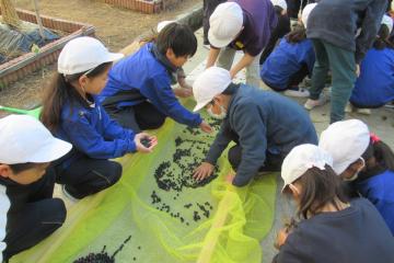 屋外で収穫した黒豆を一ヵ所に集めている児童たちの様子