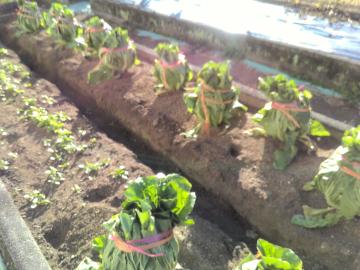 畑に植えられている白菜の様子