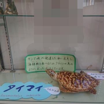 タイマイという海亀です