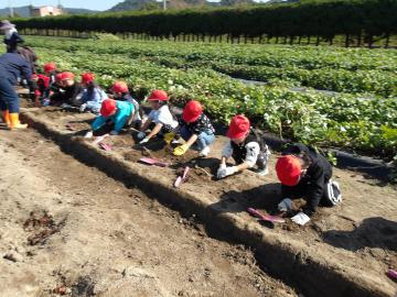 子どもたちが畑で一列に並んでサツマイモ堀りをしている