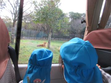 ドライブスルーサファリの車内からライオンを見ている園児たちの様子