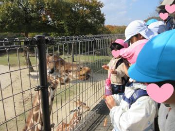 園内のキリンに餌やりをしている園児たちの様子
