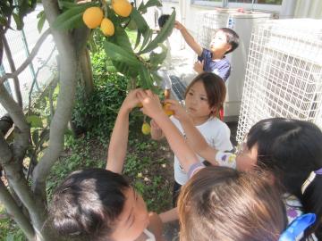 6月ビワを収穫する幼児