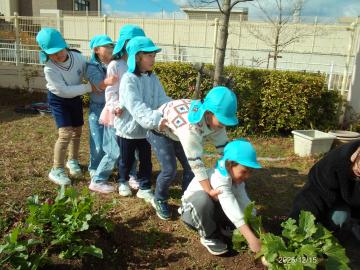 畑で友達の腰を持って連なりながらかぶを引き抜こうとする子供たち