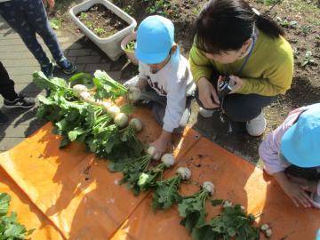 畑で大きさ順に置かれたカブを眺める子供と教師