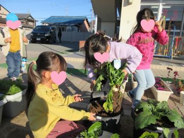 畑で園児たちがカブを収穫している様子