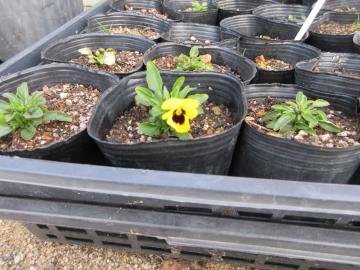 屋外でビオラが咲いている様子