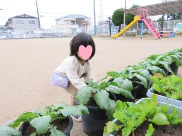 畑で園児がカブを抜いている様子