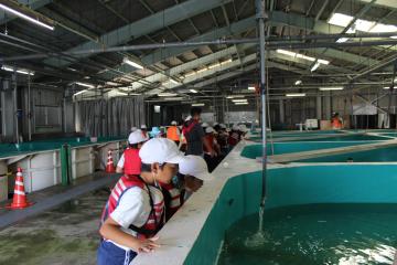 3年生が稚魚中間育成場でヒラメやオコゼの稚魚が入った水槽を見学する様子