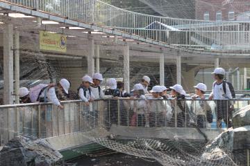 2年生が水族館の屋外でペンギンを観察している様子