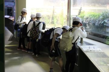 2年生が水族館の屋内で生き物を観察している様子