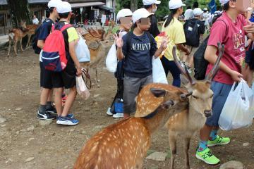 6年生が鹿の横で集合している様子