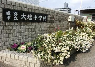 校門前ののじぎく