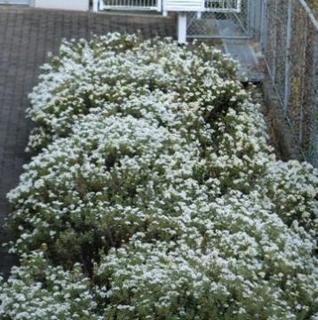 体育館と旧幼稚園のあいだののじぎく