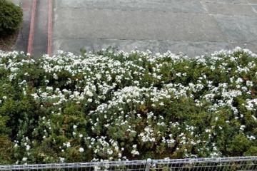 職員室から見た中庭