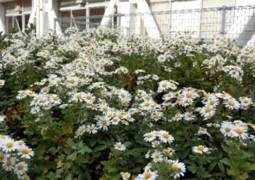 中庭ののじぎく