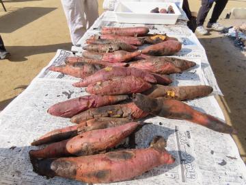屋外で、机の上に焼きあがった芋が並べられた様子