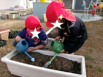 園庭で3歳児がチューリップを植えている様子