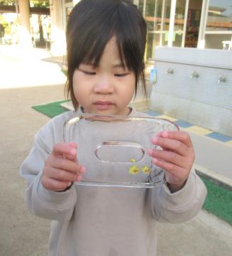 園庭で出来上がった氷を持つ園児の様子