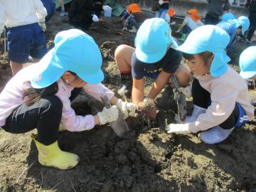 5歳児が畑で芋を掘っている様子