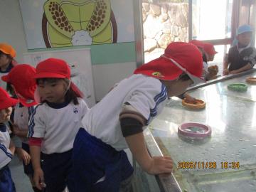 タッチプールによじ登ったり手を入れたりしている園児たちの様子