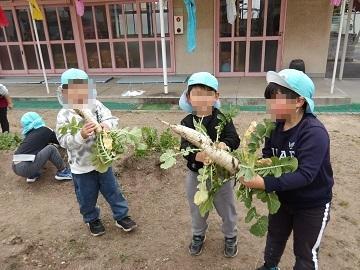 大根を収穫している写真