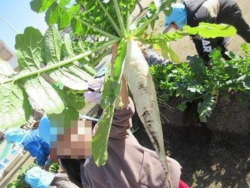 大きな大根を収穫した写真