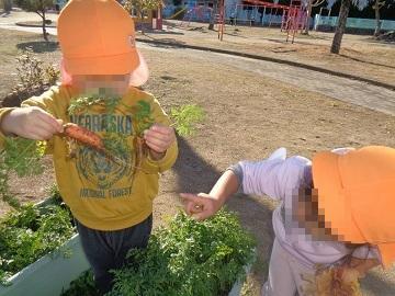 人参を収穫している写真