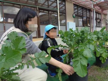 園児と保護者が大根ができた植木鉢を見ている