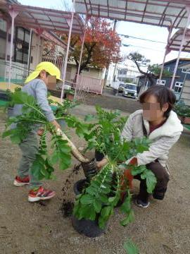 園児と保護者が協力して大根を抜いている