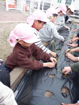 畑で玉ねぎの苗を植えている園児たちの様子