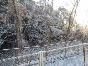 枝に降り積もる雪