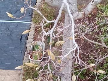 渡り廊下から見た中庭の木の芽2