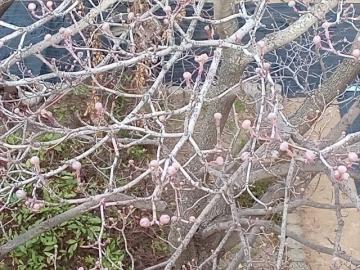 渡り廊下から見た中庭の木の芽1