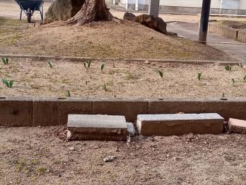 中庭のチューリップの芽