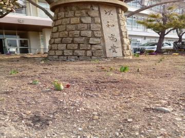 花壇のチューリップの芽