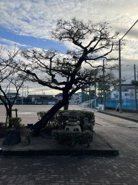 校門前に立っている松の木のようす