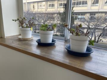 廊下に飾ってあるプランターのようす