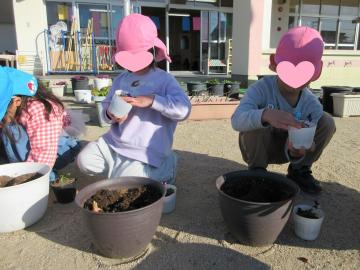 園庭で4歳児たちがビオラを植えている様子