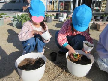 園庭で5歳児たちがビオラを植えている様子