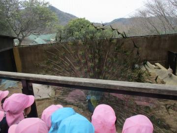 羽を広げるクジャクを見る子供たち