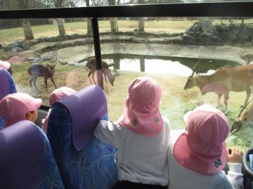 バスの窓からサファリパークの鹿を見る子供たち