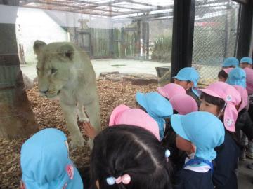 ガラス越しにこちらに近づく雌ライオンとそれを見る子供たち