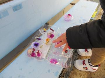 ベンチに置かれた卵パックに出来た氷を触っている園児の様子